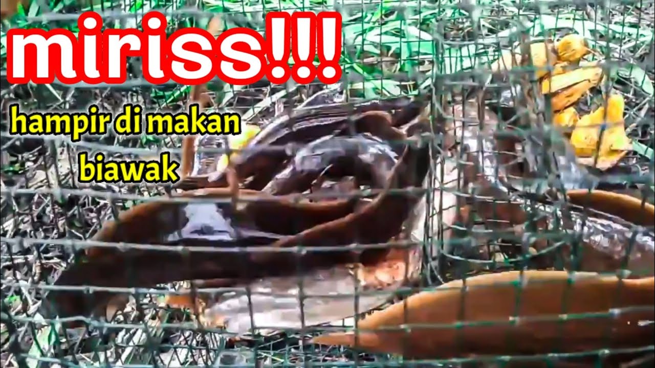 untung masih tertolong.sebagian ikan lembat tewas❗ 