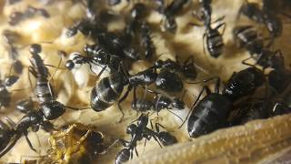 Первое знакомство. Колония Camponotus vagus. Некоторые особенности и ошибки