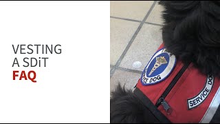 When should I vest my service dog? by My Service Dog and Me 1,784 views 1 year ago 9 minutes, 37 seconds