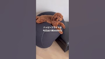 【予告】ハッピーフライト#shorts