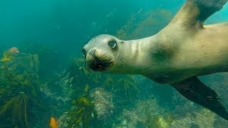 Sharks and Seals in Laguna Beach