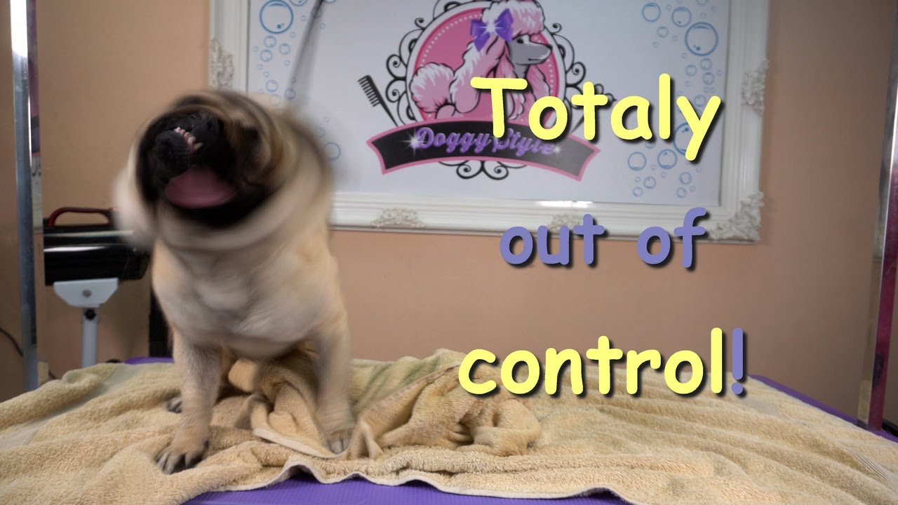 Chatty Pug Grooming