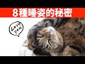 從這8種貓咪睡姿，了解貓的性格、想法和健康狀況【初識貓咪EP6】
