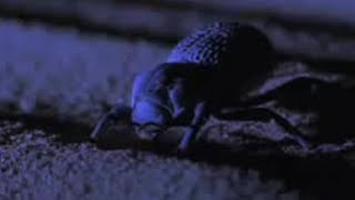 Desert Insects, Scorpions, and Snakes Use Special Skills to Survive | BBC Studios