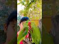 parrot sound ##shortvideo #parrot #talkingparot #viral #youtubeshorts #shorts #ytshorts