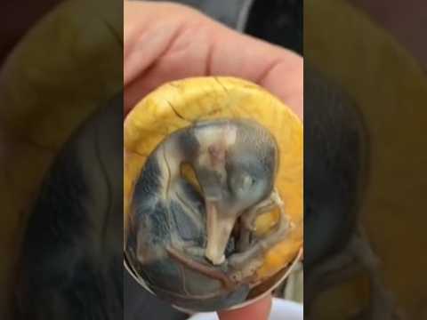 Balut is a