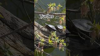 It's turtle season! 🐢 #turtle #nature #wildlife