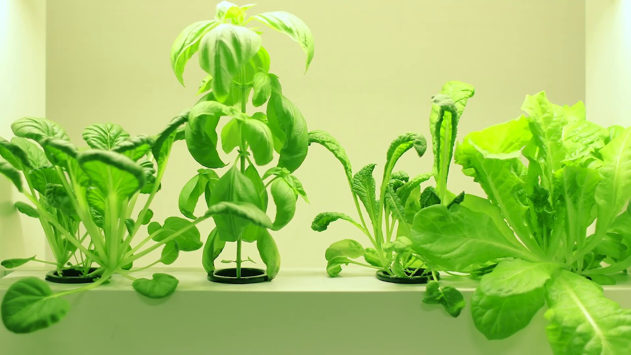plants 
