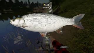 Russian Fishing 4 - Asp Trophy 8,074 kg - Sura River