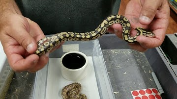 FIRE & PASTEL SCALELESS HEAD AND BANANA HET PIED TO PIED
