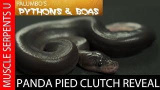 "Panda Pied" Ball Python Clutch Reveal