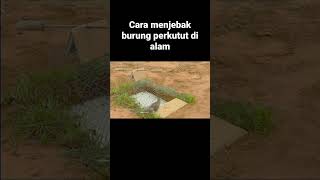 Cara Menjebak Burung Perkutut Di Alam Liar #shorts