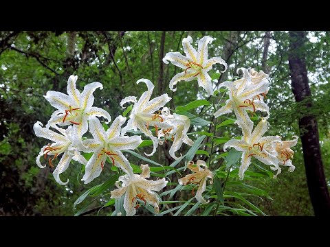 ヤマユリが咲く三毳山の散歩道 ~2020年7月16日~ Mikamoyama Trail Where Lily Flowers Bloom : みかも山公園 (栃木県佐野市・栃木市) : 4K