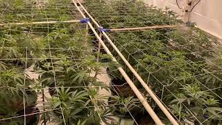 Growin Cannabis Like a Boss