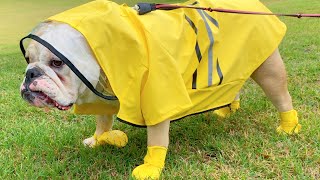 CUTE BULLDOG WEARS RAINBOOTS & RAINCOAT!  TRY NOT TO LAUGH