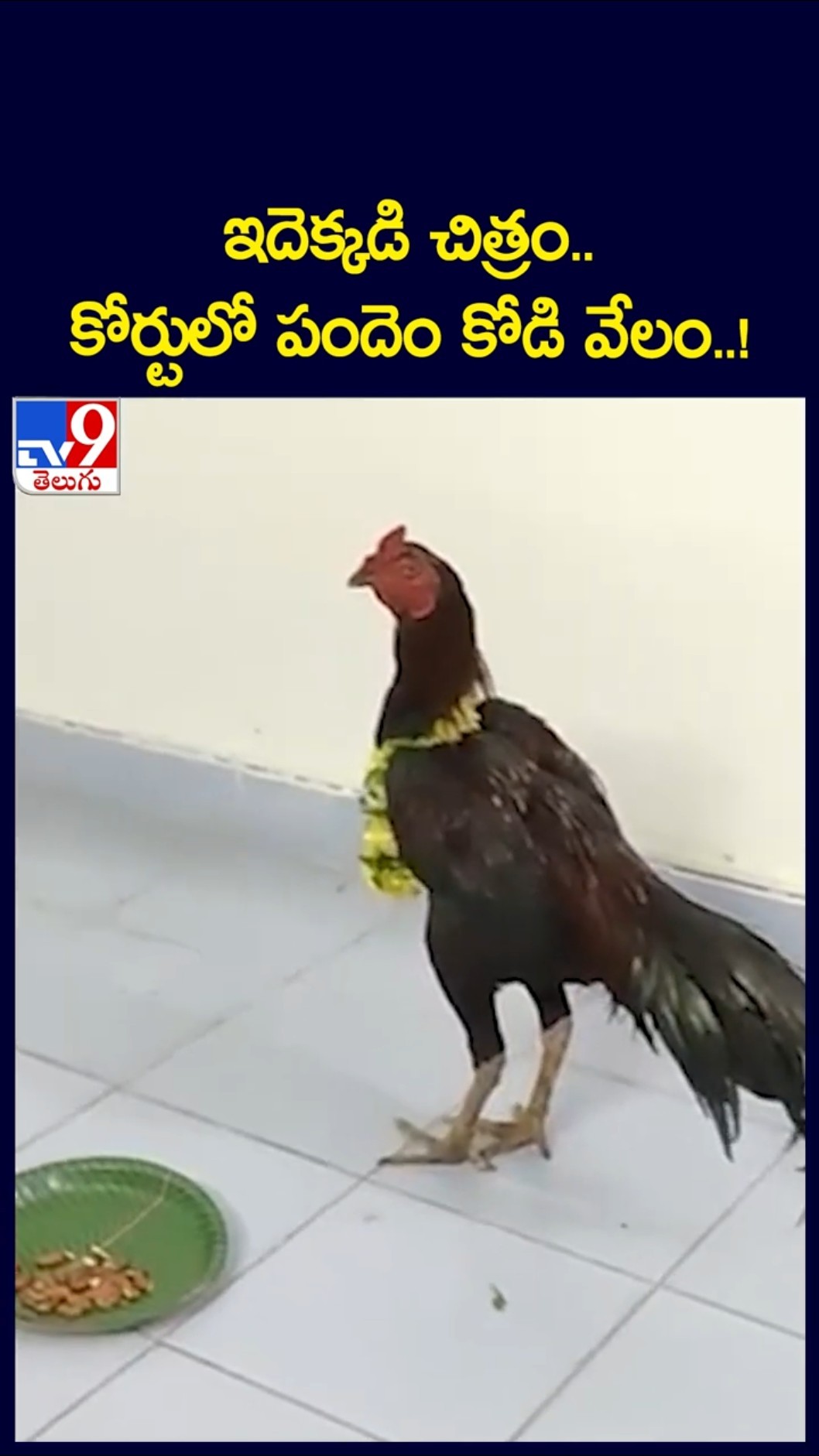 ఇదెక్కడి చిత్రం.. కోర్టులో పందెం కోడి వేలం..! - TV9