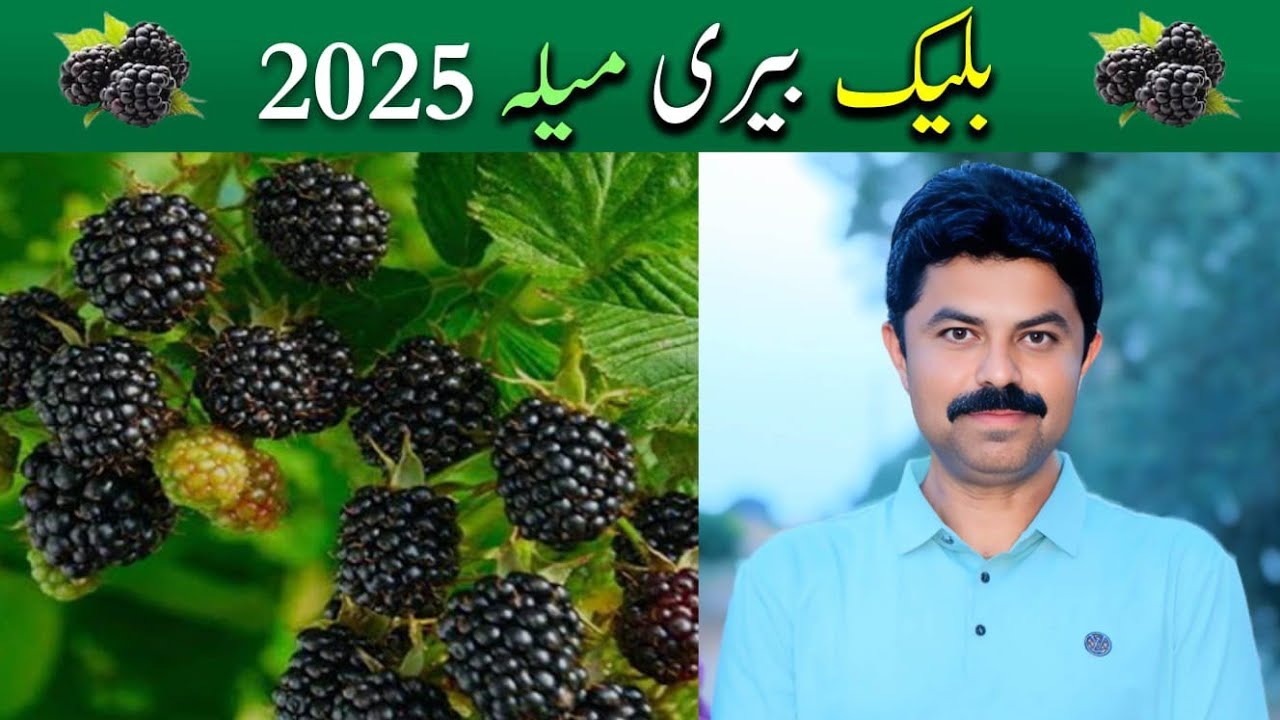 Blackberry Festival 2025