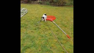Wire fox terrier puppy Nobby helps in the garden