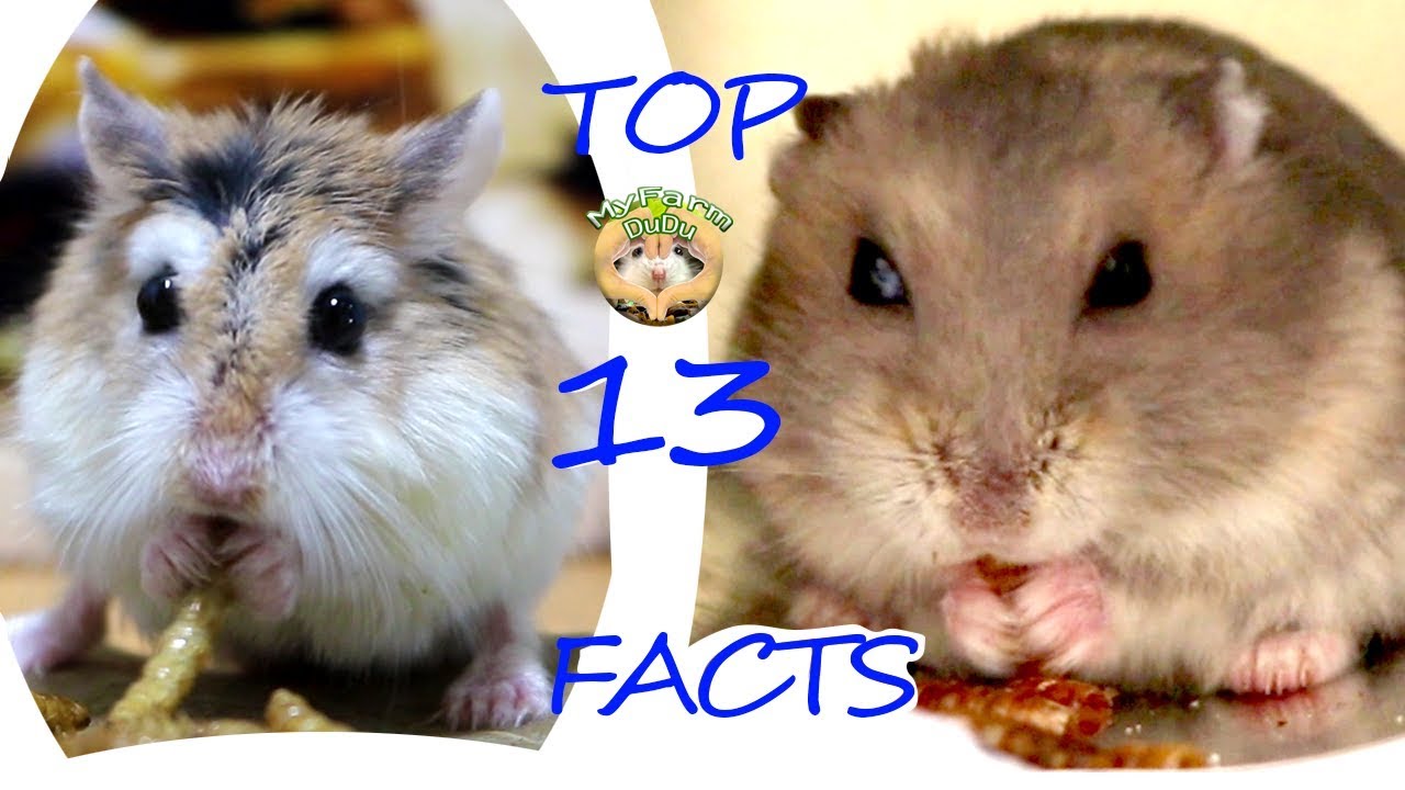 Top 13 facts about dwarf hamsters maybe you don't k | Hamster Survival 🐹6