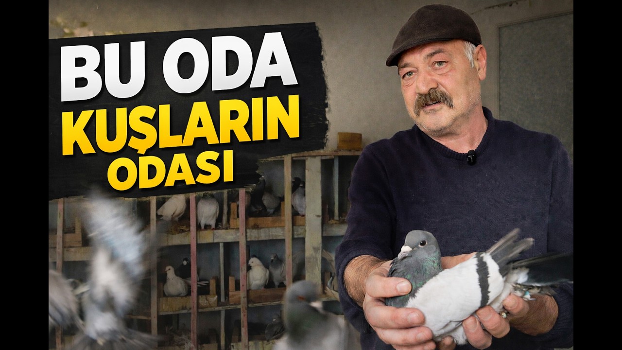 Evindeki Bir Odayı Kuşlara Ayırdı | Sivas’ta Bir Güvercin Tutkusu