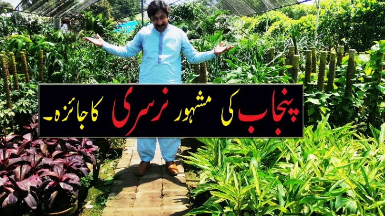 Nursery Farming In Pakistan Best Nursery In Punjab Most Popular