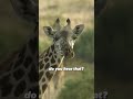 The "silent extinction" of giraffes