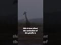 The "silent extinction" of giraffes