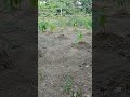 tanaman layu karnah daerah kita udah lama tidak hujan #trending #farming #petani #berkebun