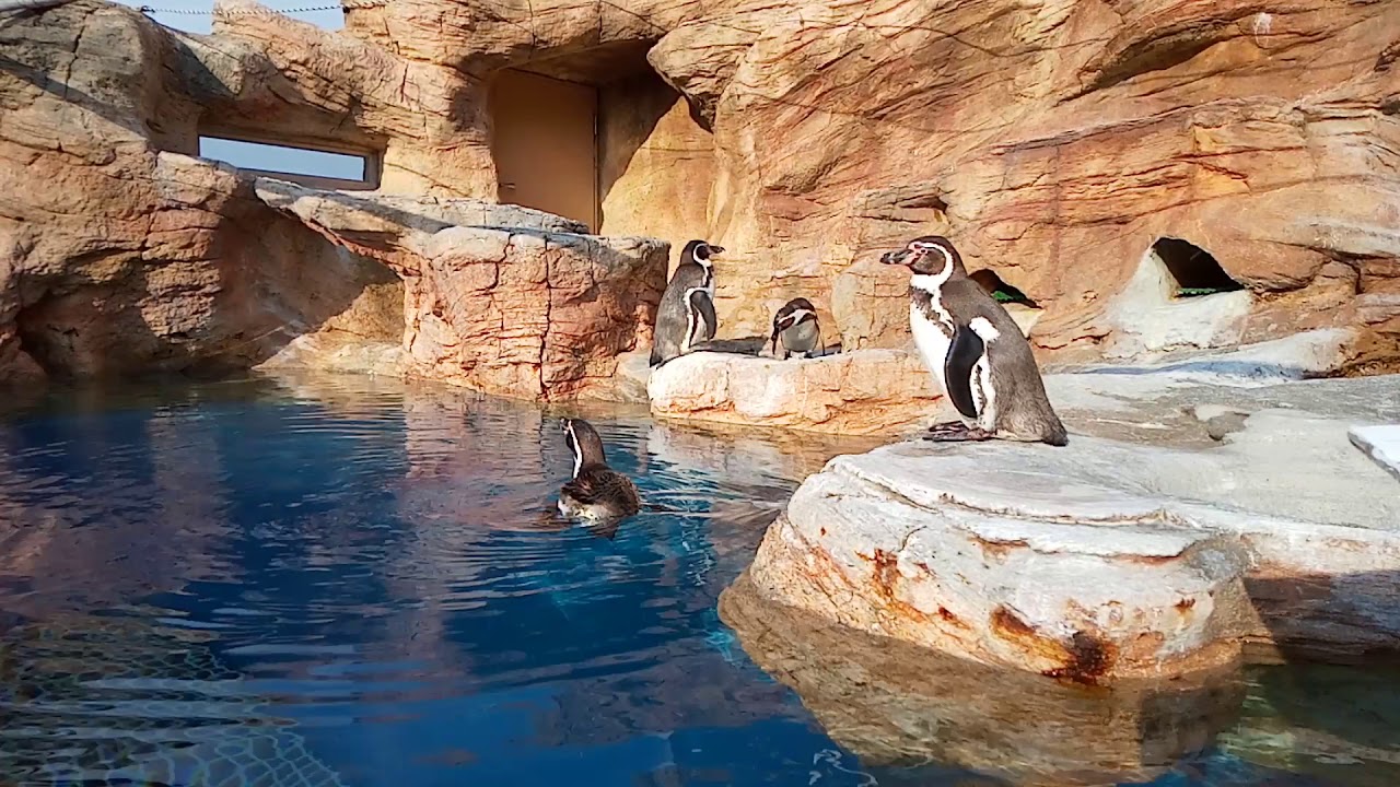 Humboldt Penguin in Misaki Koen Osaka Japan 
