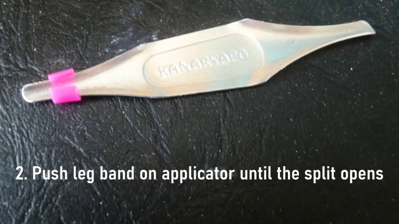 How To Split & Apply Leg Bands on Pet Birds YouTube