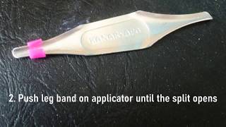 How To Split & Apply Leg Bands on Pet Birds