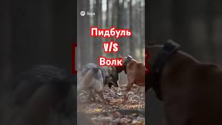 Питбуль против волк #aiвидео #волк #пидбуль #cute