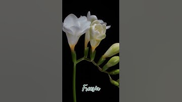 Thumbnail of Freesia Flower Blooming
