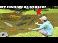 Someone STOLE My Pet Fish… AGAIN!