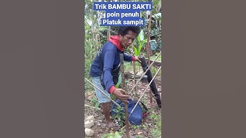 TRIK BAMBU SAKTI..!! sangat ampuh memikat burcil#shorts