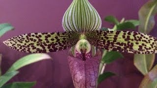 10 New Orchids From The Victoria Orchid Show Orchid Care Tips For These Orchids