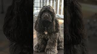 American Cocker Spaniel #breeds #dog #dogbreeds #americancockerspaniel #shorts #short