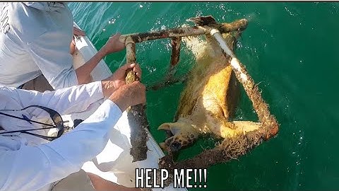 Saving Giant Sea Turtle Stuck In Lounge Chair