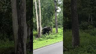 ആയ്യോാ ആന 🙄🙄 ഓടിക്കോ 😢 gone wrong..... അരികൊബാൻ 🧐  @NAS_Vloge_fam #elephant #forest