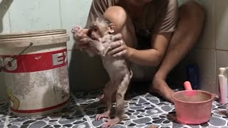 Monkey Baby Shin Hot Bath And Dry Cute Animal Videos