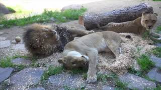 Lion Pride Rolls Around In Bedding From Goat Barn