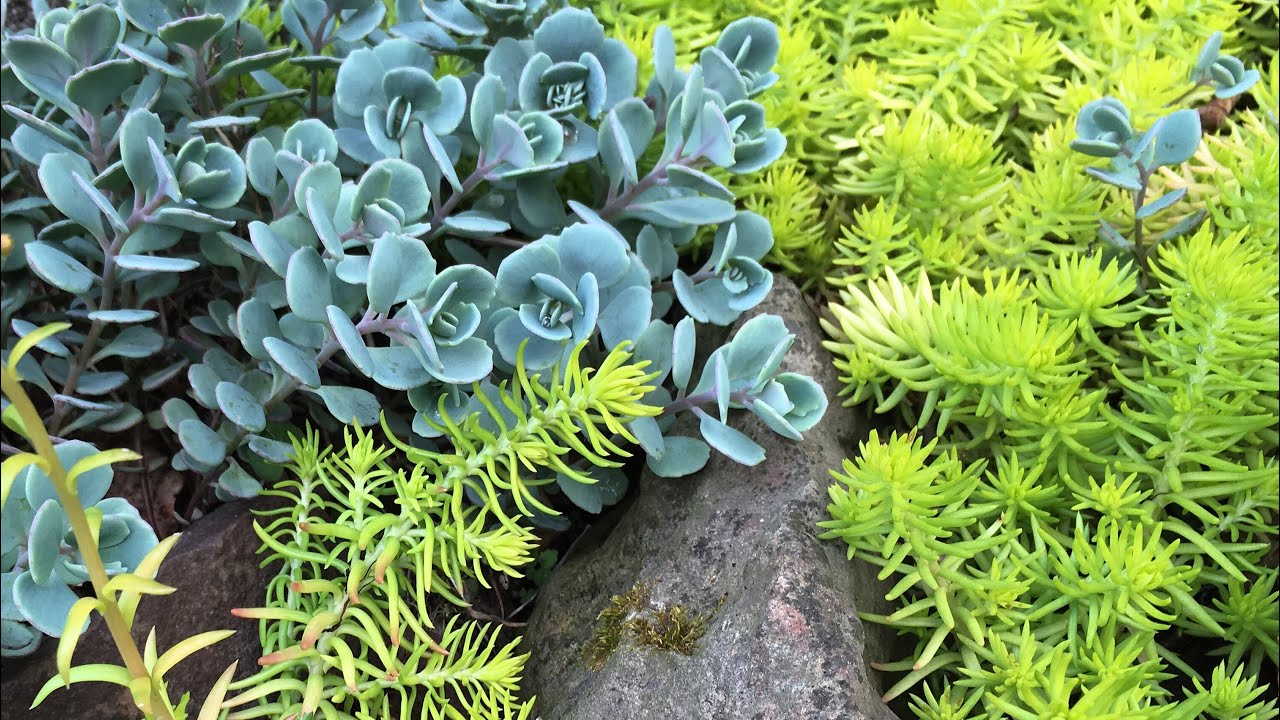 SUCCULENT ROCK GARDEN GETS BIG - Sempervivum Orostachys Sedum - COLD