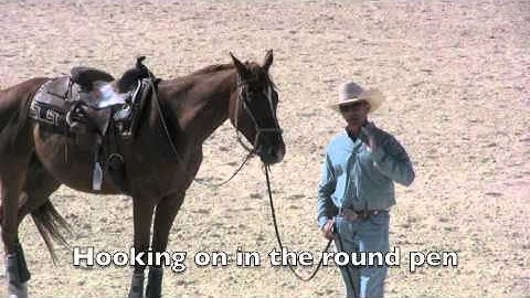 Teaching a horse to stand still