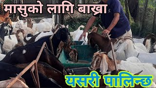 बाख्रा पालनमा फाईदा लिन यो तरीका अपनाउनु|| मासुमा काम गर्ने किसानले आपाउनै पर्न तरीका