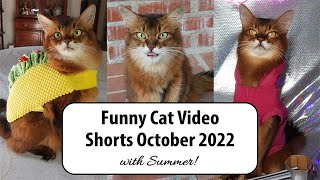 Fun and Probably Unseen Shorts in August's Video Compilation - Summer's  Fabulous Cat Life