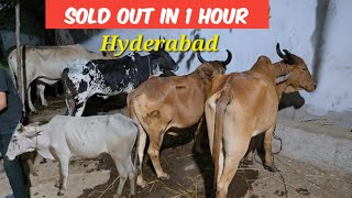 sabse saste bade janwar for sale in Hyderabad shastripuram Haris bhai | Desi bull's available in Hyd