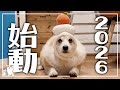 2026元旦のバイトをするコーギー𓊈2289日目𓊉