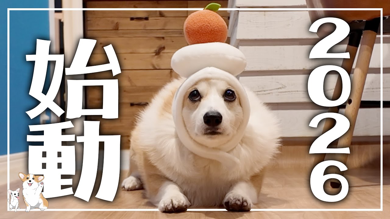 Corgi working part-time on New Year's Day 2026 𓊈 2289th day 𓊉