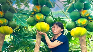 Harvest papaya and bring them to the market to sell - gardening | Ly Thi Sen