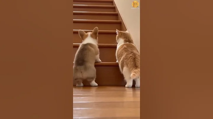 Video 11559811: munchkin cat, cat funny dog cute, cat colors